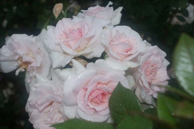 Grootbloemige Roos (Rosa 'A Whiter Shade Of Pale') - Afbeelding 2