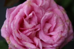 Grootbloemige Roos (Rosa 'Beverly')