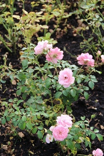 Trosroos (Rosa 'Bonica 82') - Afbeelding 4