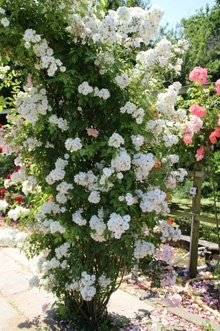 Miniklimroos (Rosa 'Guirlande D'Amour') - Afbeelding 6