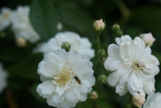 Miniklimroos (Rosa 'Guirlande D'Amour') - Afbeelding 5