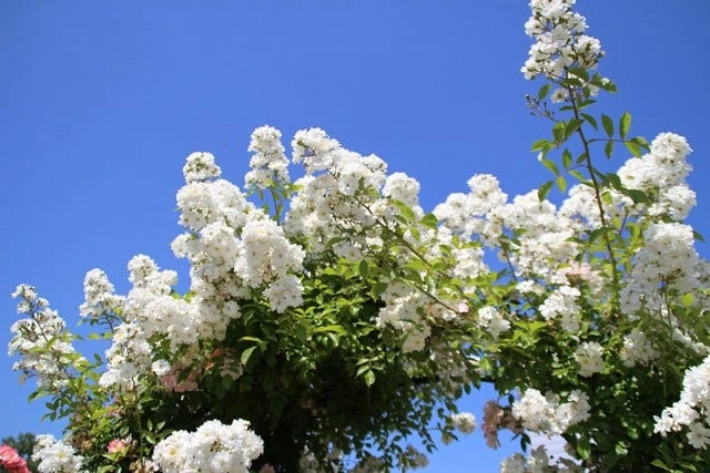 Miniklimroos (Rosa 'Guirlande D'Amour') - Afbeelding 7