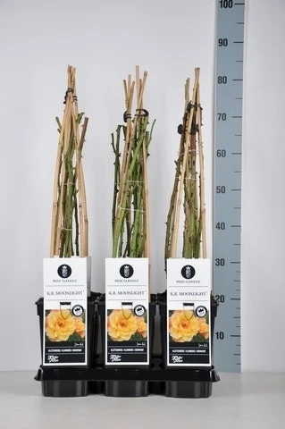 Klimroos (Rosa 'Moonlight')