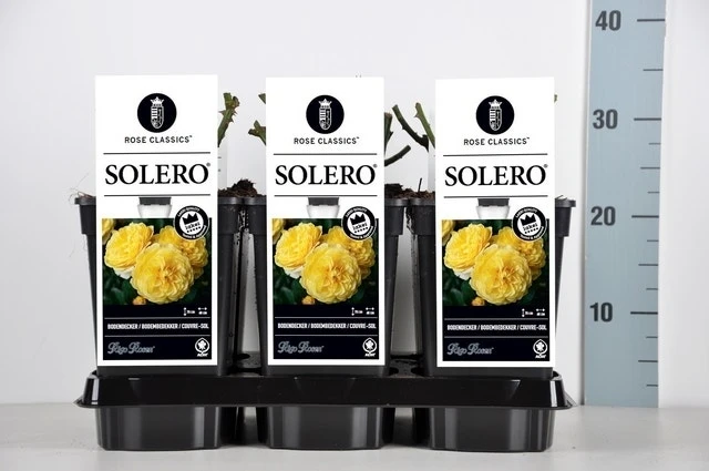 Bodembedekkende Roos (Rosa 'Solero') - Afbeelding 3