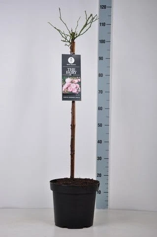 Stamroos (Rosa 'The Fairy') - Afbeelding 4