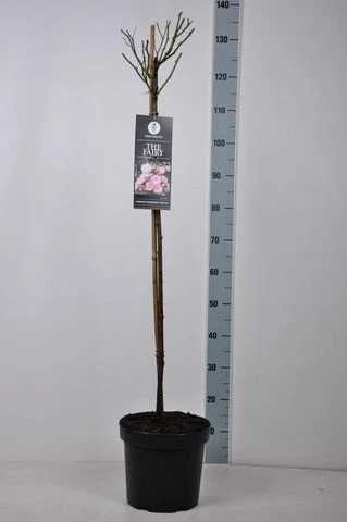 Stamroos (Rosa 'The Fairy') - Afbeelding 5