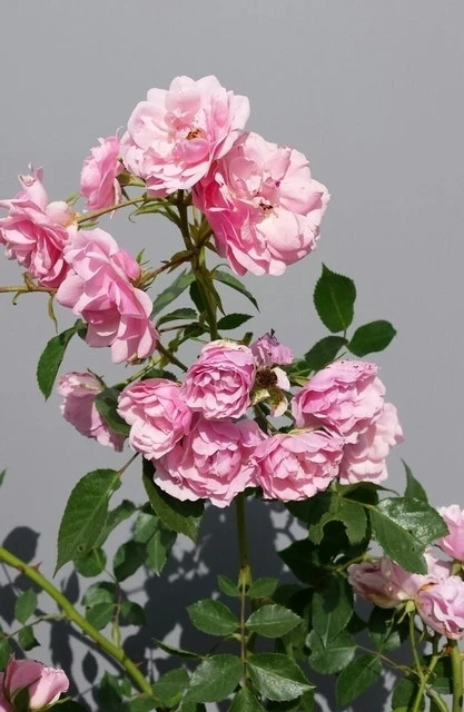 Trosroos (Rosa 'Bonica 82') - Afbeelding 6