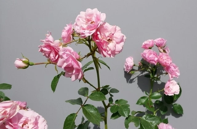 Trosroos (Rosa 'Bonica 82') - Afbeelding 7