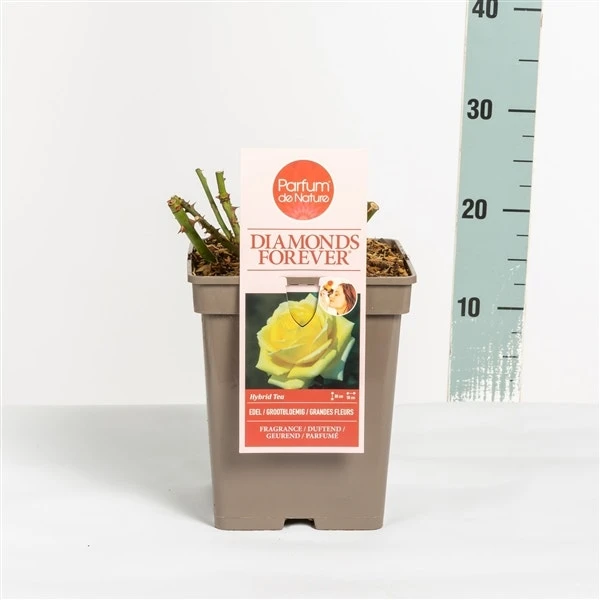 Grootbloemige Roos (Rosa 'Diamonds Forever') - Afbeelding 3