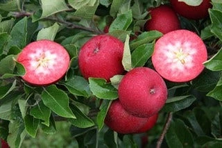 Appelboom (Malus Domestica 'Rosette') - Afbeelding 2