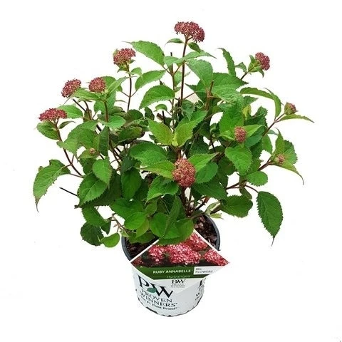Hortensia (Hydrangea 'Ruby Annabelle') - Afbeelding 6