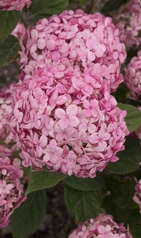 Hortensia (Hydrangea 'Ruby Annabelle') - Afbeelding 2