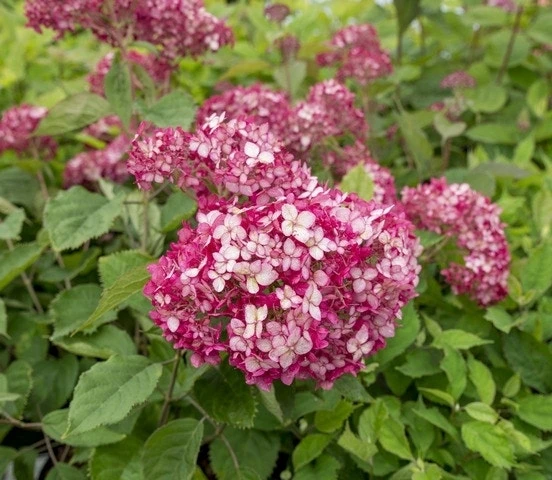 Hortensia (Hydrangea 'Ruby Annabelle') - Afbeelding 3