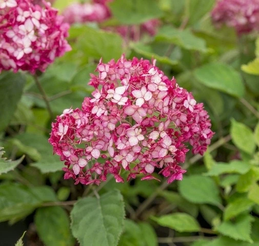 Hortensia (Hydrangea 'Ruby Annabelle') - Afbeelding 5