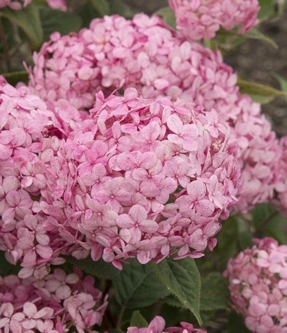 Hortensia (Hydrangea 'Ruby Annabelle') - Afbeelding 4