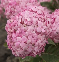 Hortensia (Hydrangea 'Ruby Annabelle')