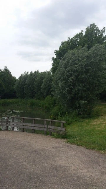 Knotwilg (Salix Alba) - Afbeelding 3