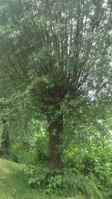 Knotwilg (Salix Alba) - Afbeelding 4