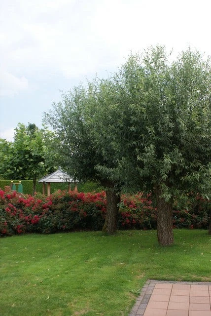 Knotwilg (Salix Alba) - Afbeelding 2