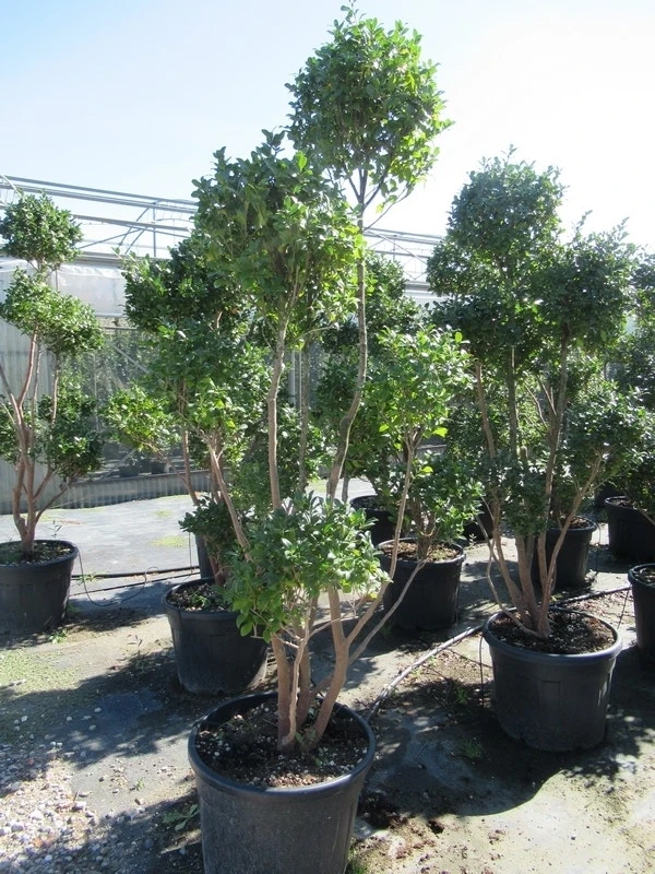 Camelia Als Bonsai (Camellia Sasanqua) - Afbeelding 8