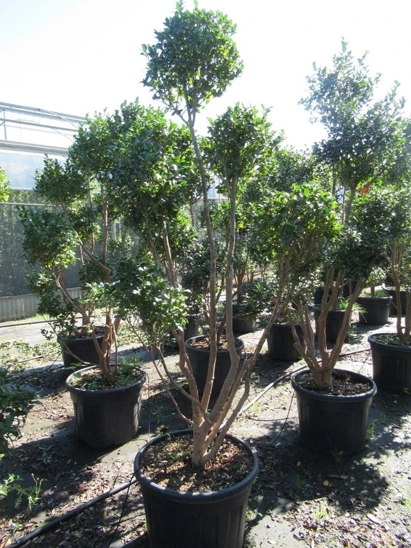 Camelia Als Bonsai (Camellia Sasanqua) - Afbeelding 9