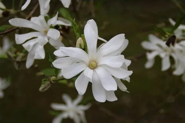 Magnolia Als Boom (Magnolia Stellata) - Afbeelding 3