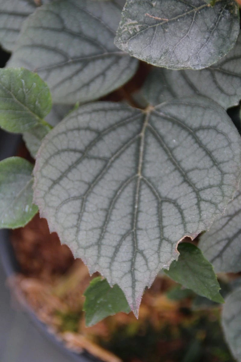 Valse Klimhortensia (Schizophragma Hydrageoides 'Moonlight') - Afbeelding 2