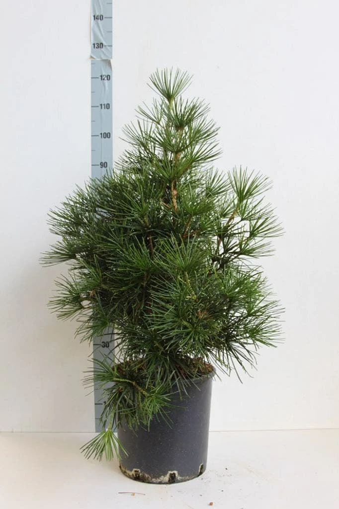 Japanse Parasolden (Sciadopitys Verticilata) - Afbeelding 5