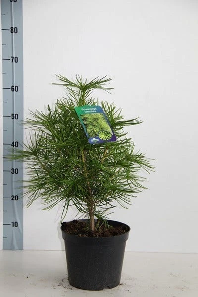 Japanse Parasolden (Sciadopitys Verticilata) - Afbeelding 6