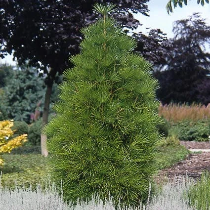 Japanse Parasolden (Sciadopitys Verticilata) - Afbeelding 3