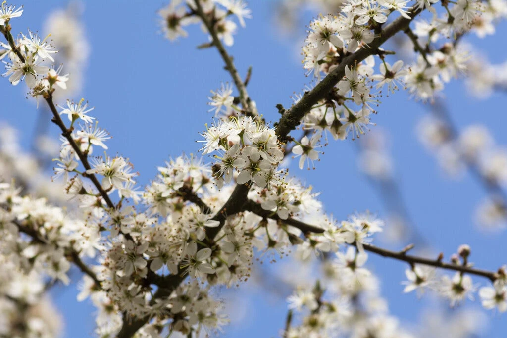 Zeeuwse Haag - Afbeelding 2