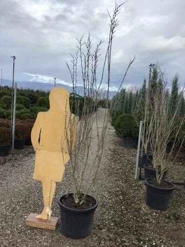 Chinese Judasboom (Cercis Chinensis 'Shirobana') - Afbeelding 5