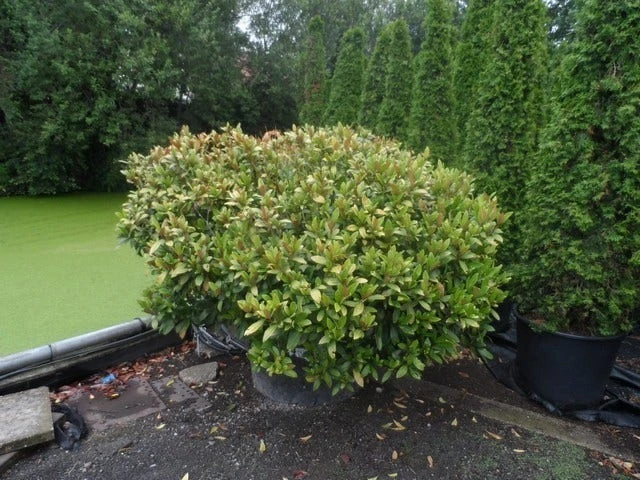 Skimmia (Skimmia Japonica 'Rubella') - Afbeelding 3