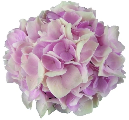 Hortensia Soft Pink Salsa (Hydrangea 'Music Collection') - Afbeelding 3