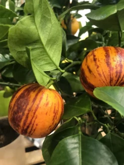 Sinaasappel (Citrus Sinensis 'Arcobal')