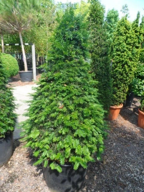 Taxus Als Kegel (Taxus Baccata) - Afbeelding 9