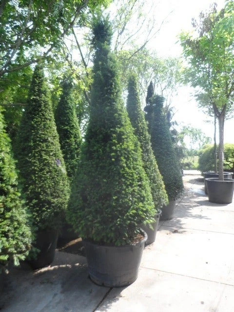 Taxus Als Kegel (Taxus Baccata) - Afbeelding 8