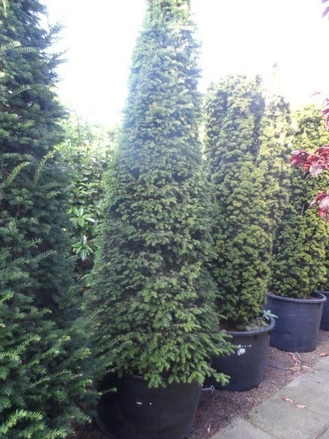 Taxus Als Kegel (Taxus Baccata) - Afbeelding 7