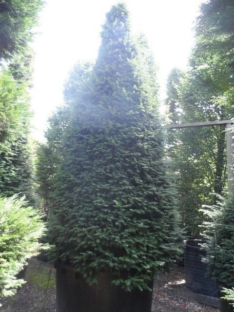 Taxus Als Kegel (Taxus Baccata) - Afbeelding 10