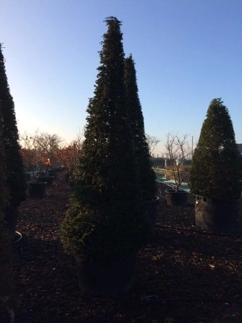 Taxus Als Kegel (Taxus Baccata) - Afbeelding 5