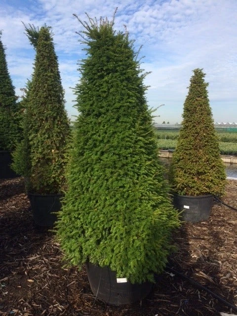 Taxus Als Pyramide (Taxus Baccata) - Afbeelding 5