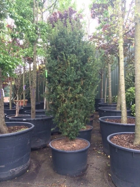 Taxus (Taxus Media 'Hicksii') - Afbeelding 11