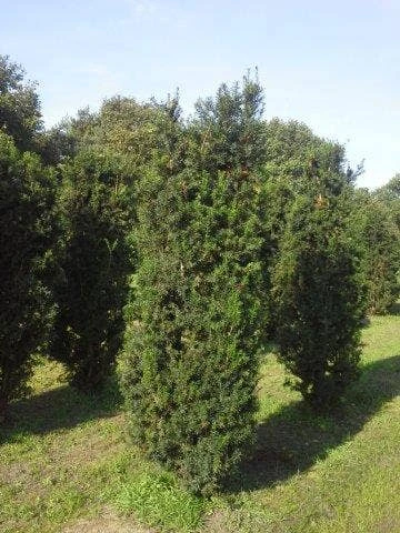Taxus (Taxus Media 'Hicksii') - Afbeelding 3