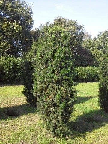 Taxus (Taxus Media 'Hicksii') - Afbeelding 4
