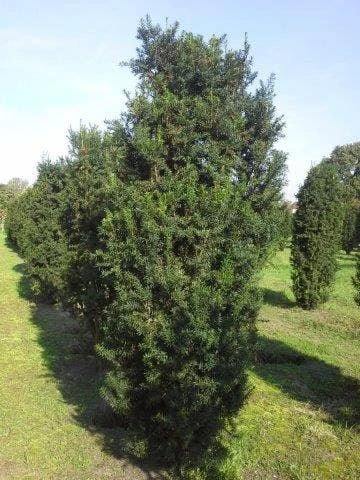 Taxus (Taxus Media 'Hicksii') - Afbeelding 5