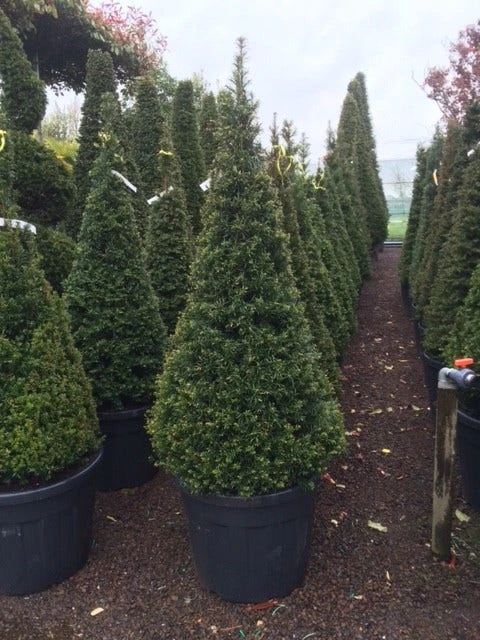 Taxus Als Pyramide (Taxus Baccata) - Afbeelding 9