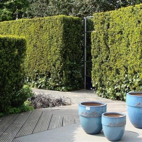 Taxus (Taxus Media 'Hicksii') - Afbeelding 12