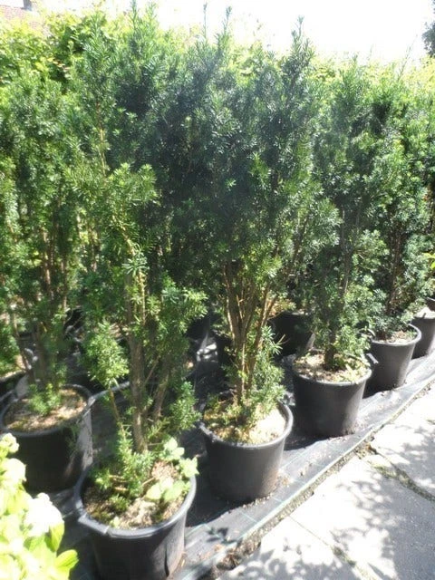 Taxus (Taxus Media 'Hicksii') - Afbeelding 8