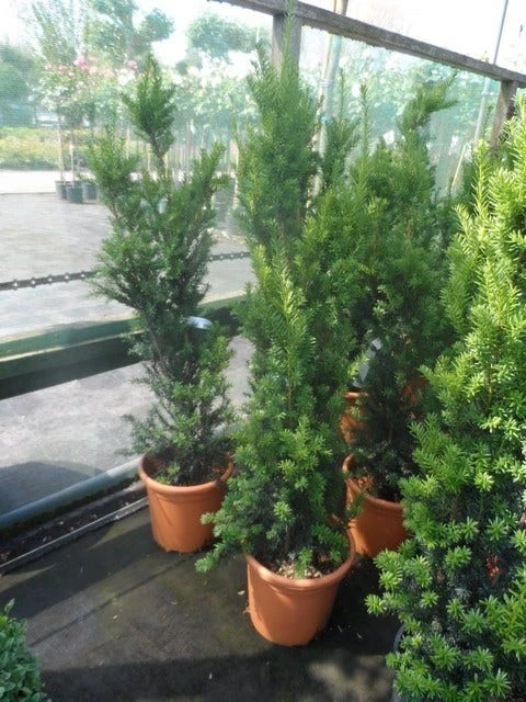 Taxus (Taxus Media 'Hicksii') - Afbeelding 9