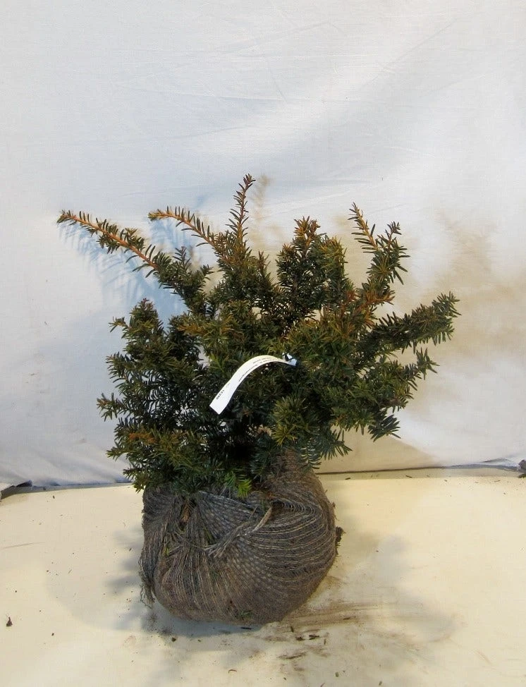 Taxus Als Bonsai (Taxus Baccata 'Summergold') - Afbeelding 2